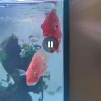 دو عدد سوروم رد اسپایدر آور سایز