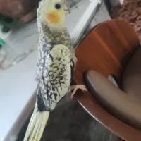 معاوضه مرغ|پرنده|بندر کنگان, |دیوار