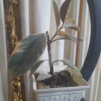 فروش گل آپارتمانی|گل و گیاه طبیعی|سراب, |دیوار