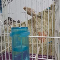 یک جفت قناری نروماده آماده و به شرط