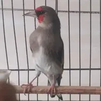 سهره یا سقا