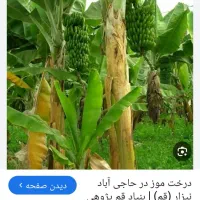 فروش تعداد زیادی نهال موز با ارتفاع ۳ الی ۴ متر