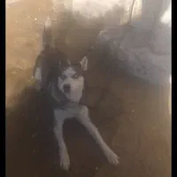 سگ بازدید هفتکل