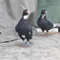 جفت کبوتر پلنگ