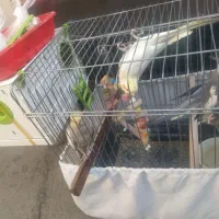 4 تا عروس هلندی فروش فوری|پرنده|صحنه, |دیوار