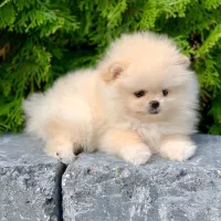 پامر /پودل/شی هواوا/گلدن/چاوچاو|سگ|اصفهان, احمدآباد|دیوار