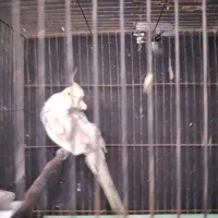 طوطی عروس نر|پرنده|خوشرودپی, |دیوار