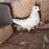 کفتر، کبوتر