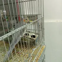 انواع طوطی  مرغ عشق.برزیلی.فنچ.عروس هلندی.گیرینچیک|پرنده|الوند, |دیوار