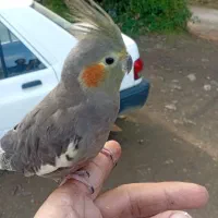 عروس هلندی|پرنده|رحیم‌آباد, |دیوار