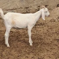 بژغاله سانن ۸ ماهه ۵راس ۶۵.۰۰۰.۰۰۰|حیوانات مزرعه|آشخانه, |دیوار