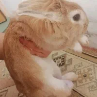 خرگوش|موش و خرگوش|نجفآباد, امیرکبیر|دیوار