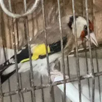 ماده سهره جوجه سال نوک سفید کرده پنبه بازی میکنه