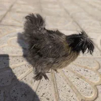 مرغ ابریشمی|حیوانات مزرعه|کرمانشاه, |دیوار