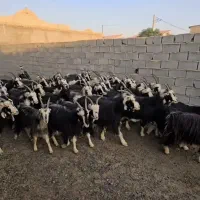 ۴۶راس بز خلج داشتی ۱۰تا زایده بقیش ابستن سنگین|حیوانات مزرعه|پیشوا, |دیوار