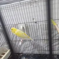 قناری نر مست .جوجه سره قناری نرنرمه خور.سره ۲ساله