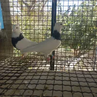 طوقی سیاه واکسی|پرنده|تهران, امیرآباد|دیوار