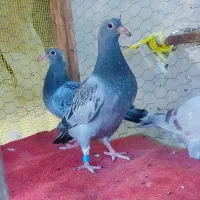 جوجه پلاکی ،کفتر،یا همون کبوتر،مسافتی