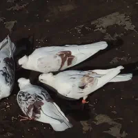 کفتر پشتدار و سرور|پرنده|پاکدشت, پاکدشت (مامازند)|دیوار