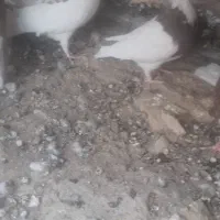 کبوتر