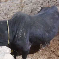 گاوگوشتی وگوساله شیری|حیوانات مزرعه|ضیاء آباد, |دیوار