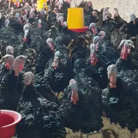 فروش بوقلمون نر گوشتی زیر قیمت