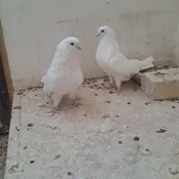 کبوتر سفید اراکی شمرونی|پرنده|مبارکه, |دیوار
