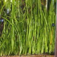 گیاه گندمی اکواریومی|ماهی|قم, خداکرم|دیوار