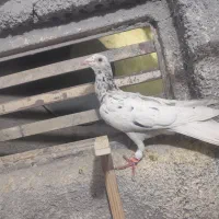 کفتر|پرنده|مشهد, کارمندان دوم|دیوار