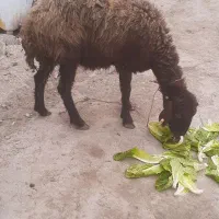 بره گوسفند|حیوانات مزرعه|مینودشت, |دیوار