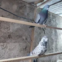 کبوتر|پرنده|پاکدشت, حصار امیر|دیوار