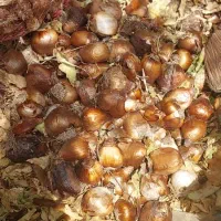 پیاز درجه یک زعفران و نرکس شیراز