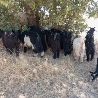 بزغاله چاق روغنی