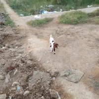 بزه دو ماه|حیوانات مزرعه|کارون, |دیوار