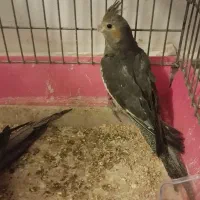 فروش عروس هلندی|پرنده|تبریز, |دیوار