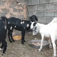 بز داشتی نژاد دار|حیوانات مزرعه|میناب, |دیوار