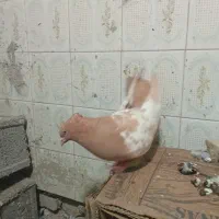 سینه زرد کاکلی|پرنده|گنبد کاووس, |دیوار