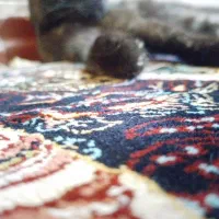 گربه اسکاتیش ماده تورتیایی