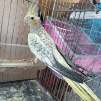 جوجه عروس هلندی گلباقالی و سیامون|پرنده|بیرجند, |دیوار