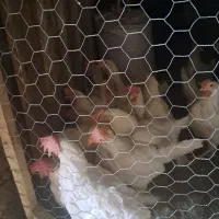 نیمچه مرغ وخروس