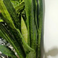 گل سانسوریا پوست ماری اصیل سایز بزرگ|گل و گیاه طبیعی|تهران, حشمتیه|دیوار