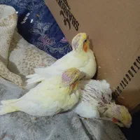 سه تا جوجه لوتینو