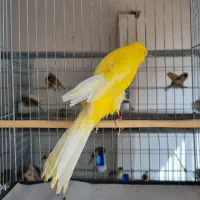 قناری رسمی بلند