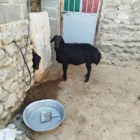 قوچ افشار دو دندون