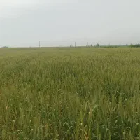 زمین کشاورزی 13500متر