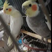 عروس هلندی|پرنده|جم, |دیوار