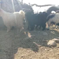 32راستیشتر روزگاریمعاملهبانیسانومیش|حیوانات مزرعه|ایذه, |دیوار