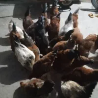 خروس محلی|حیوانات مزرعه|پیر سلیمان, |دیوار