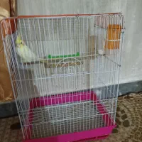 عروس هلندی و دوتا غاز