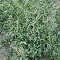 قابل توجه دامداران علف خوش خوراک بیایید بچینید